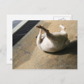 Hunde liegen auf dem Boden Postkarte (Vorne/Hinten)