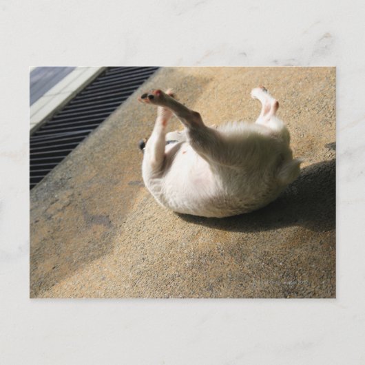 Hunde liegen auf dem Boden Postkarte (Vorderseite)