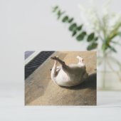 Hunde liegen auf dem Boden Postkarte (Stehend Vorderseite)