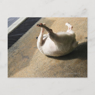 Hunde liegen auf dem Boden Postkarte