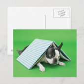 Hunde liegen unter dem Buch Postkarte (Vorne/Hinten)