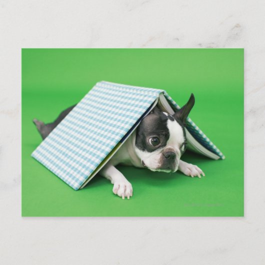 Hunde liegen unter dem Buch Postkarte (Vorderseite)