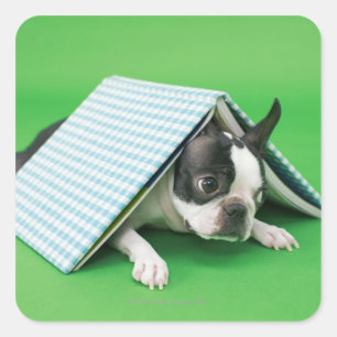 Hunde liegen unter dem Buch Quadratischer Aufkleber
