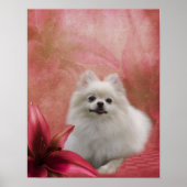 Hunde-Lily-Blume Weiße Spitz Poster (Vorne)