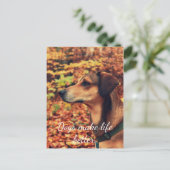 HUNDE MACHEN LEBEN BESSER Postkarte für Hunde Lieb (Stehend Vorderseite)