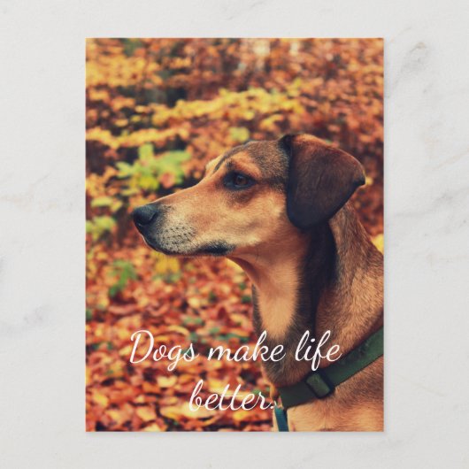 HUNDE MACHEN LEBEN BESSER Postkarte für Hunde Lieb (Vorderseite)