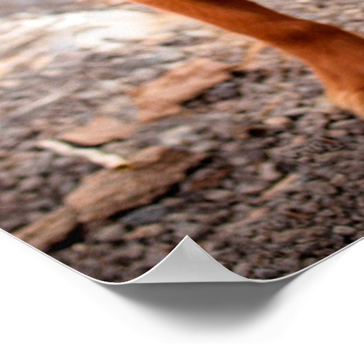 Hunde Meme Hunde Meme Humorere Fotos Poster (Ecke)