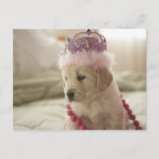 Hunde mit Dekoration auf dem Bett Postkarte