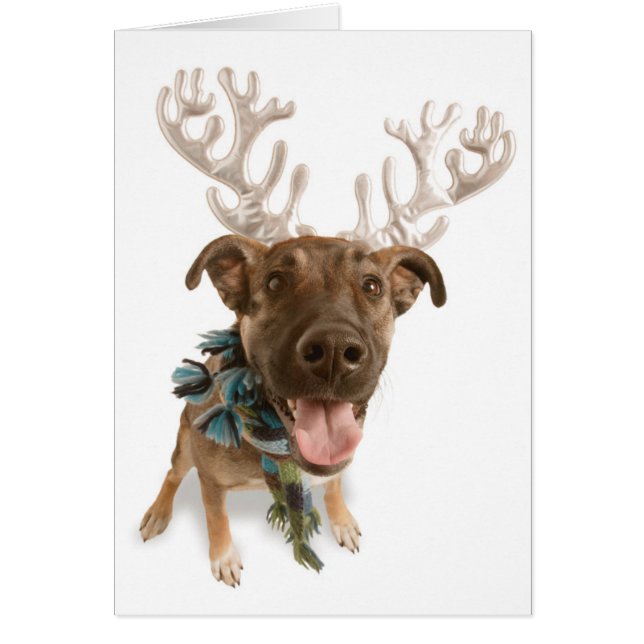 Hunde mit Geweih (Vorne)