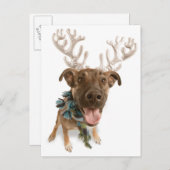 Hunde mit Geweih Postkarte (Vorne/Hinten)