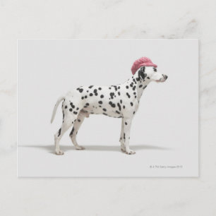 Hunde mit Hut Postkarte