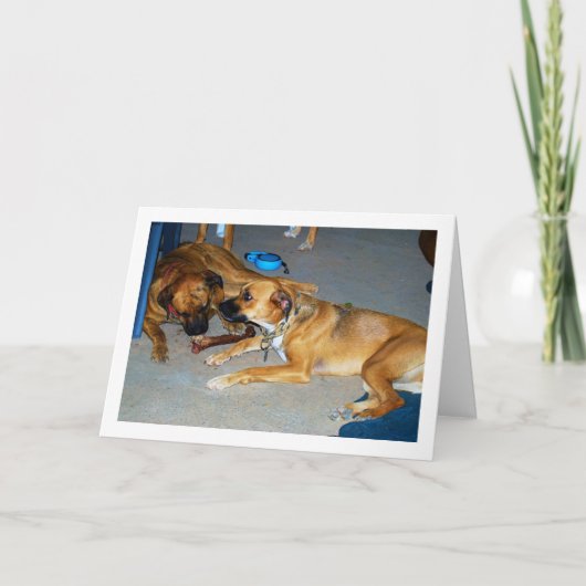 Hunde mit Knochen Karte (Vorderseite)