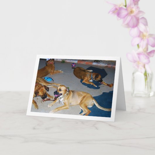 Hunde mit Knochen und Handtücher Karte (Orchidee)