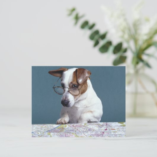 Hunde mit Lesebrille, die Karte studiert (Stehend Vorderseite)