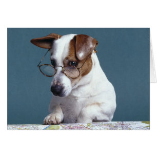 Hunde mit Lesebrille, die Karte studiert