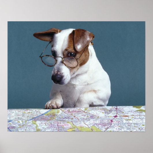 Hunde mit Lesebrille, die Karte studiert Poster (Vorne)