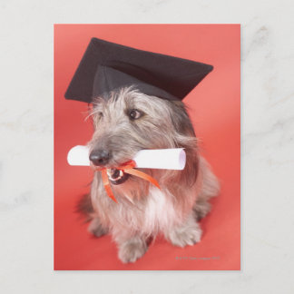 Hunde mit Mörtel und Diplom Postkarte