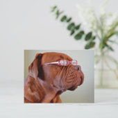 Hunde mit rosa Augenbrille Postkarte (Stehend Vorderseite)