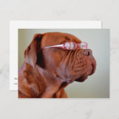 Hunde mit rosa Augenbrille Postkarte (Vorne/Hinten)