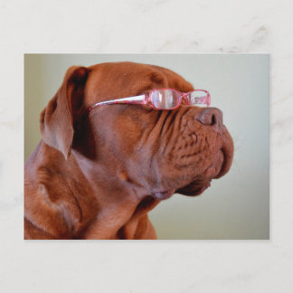 Hunde mit rosa Augenbrille Postkarte
