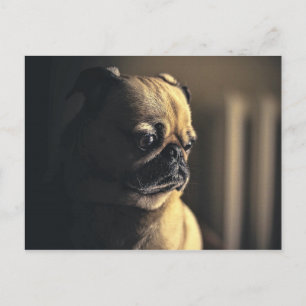 Hunde Mops Welpe Haustier Hausrinde reinrassig Postkarte