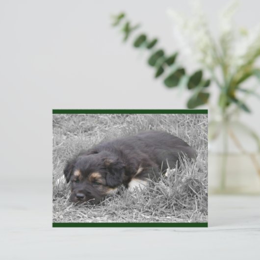 Hunde müde Postkarten (Stehend Vorderseite)