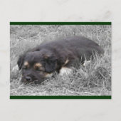 Hunde müde Postkarten (Vorderseite)