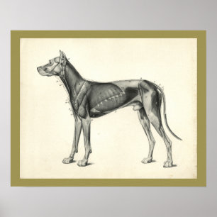 Hunde-Muskel-Tierärztliche Anatomie-Druck Poster