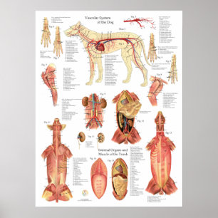Hunde Muskeln Arterien Anatomie Diagramm Poster
