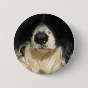 Hunde Nase nah Button