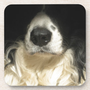 Hunde-Nase Nahaufnahme Getränkeuntersetzer