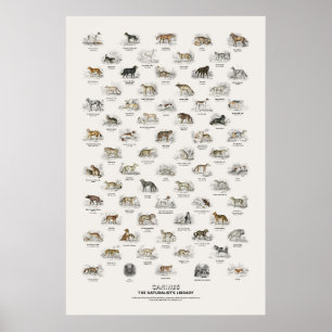 Hunde - Naturalist's Library Poster