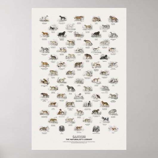 Hunde - Naturalist's Library Poster (Vorne)