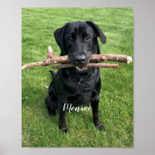 Hunde Personalisierter Name und Foto Poster
