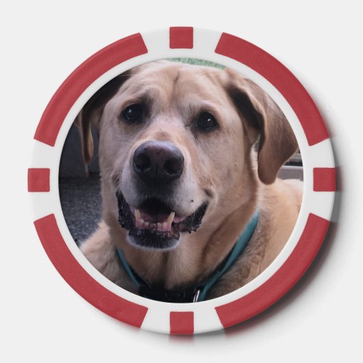 Hunde-Poker-Chips Pokerchips (Vorderseite)