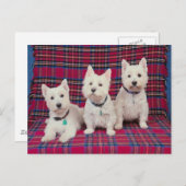 Hunde Posing Postkarte (Vorne/Hinten)