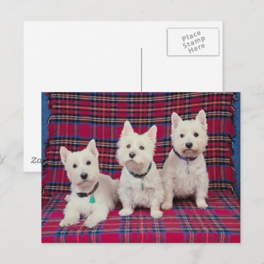 Hunde Posing Postkarte (Vorne/Hinten)