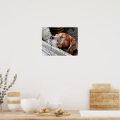 HUNDE POSTER (Küche)