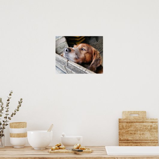 HUNDE POSTER (Küche)