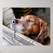 HUNDE POSTER (Vorne)