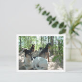 Hunde Postkarte (Stehend Vorderseite)