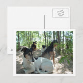 Hunde Postkarte (Vorne/Hinten)