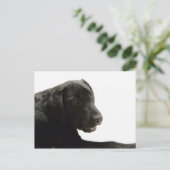 Hunde Postkarte (Stehend Vorderseite)