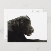Hunde Postkarte (Vorne/Hinten)