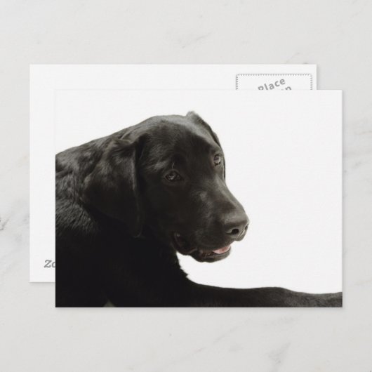 Hunde Postkarte (Vorne/Hinten)