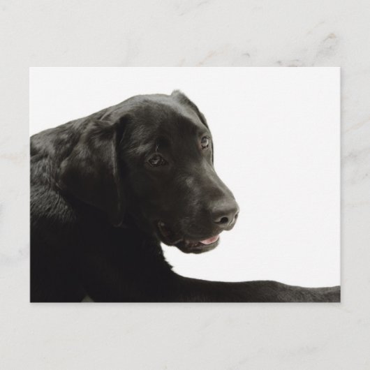 Hunde Postkarte (Vorderseite)