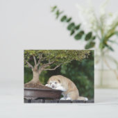 Hunde Postkarte (Stehend Vorderseite)