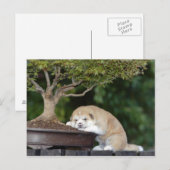 Hunde Postkarte (Vorne/Hinten)