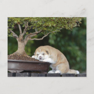 Hunde Postkarte