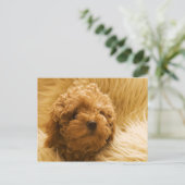 Hunde Postkarte (Stehend Vorderseite)